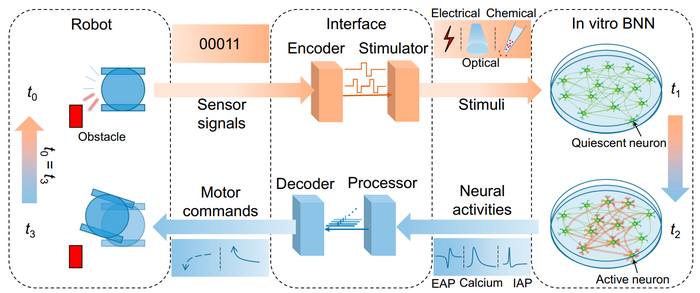 The schematic architecture of the BNN-based neurorobotic systems