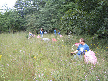 Group of volunteers remove invasive plants in field