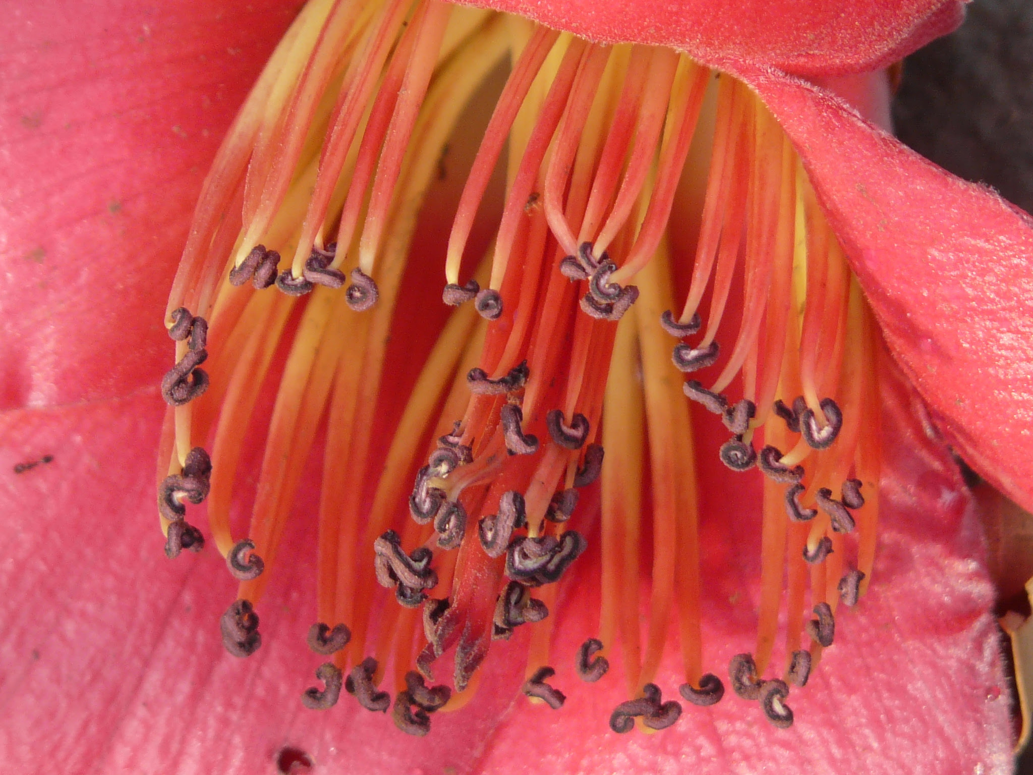 Bombax ceiba L.