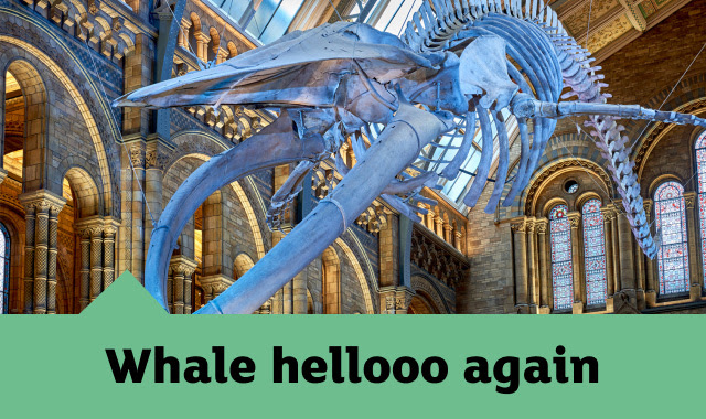 The blue whale skeleton in Hintze Hall