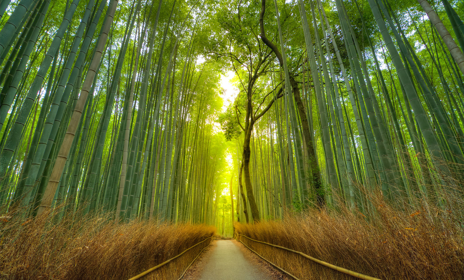 El bosque de bambú de Arashiyama se destaca por las sombras de clorofila y el susurro que produce el balanceo suave de los troncos de bambú (Getty Images)
