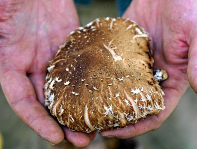 hands, mushroom