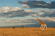 landscape on Ol Pejeta