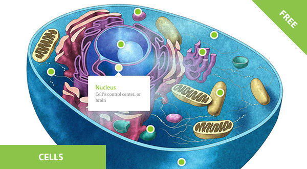 
What’s in a Cell?