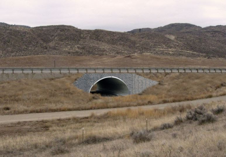 This is what the Wildlife Crossing could look like... with your help! 