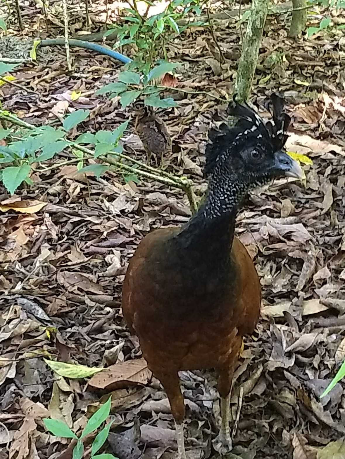 Great Curassow (large brown and black bird) on ground surrounded by foliage and dead leaves with baby camouflaged behind her