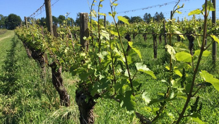 Vines at Eyrie Vineyards