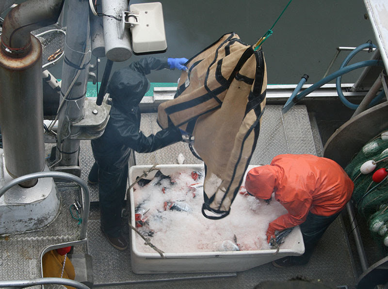 Offloading salmon in Petersburg, Alaska. Jessica Hathaway photo.