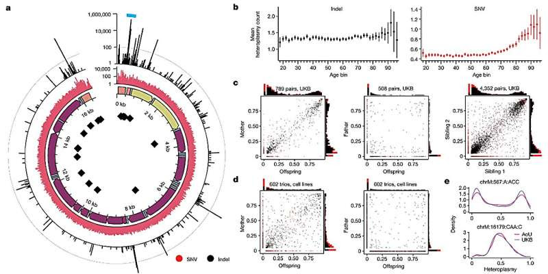 Mitochondrial DNA study offers several new findings, reveals confounding factor in previous research