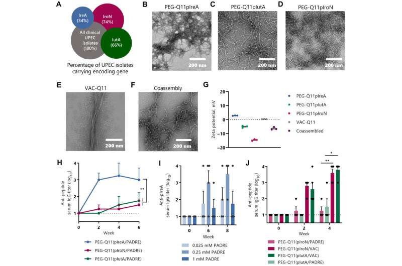 A possible vaccine against the bacteria that cause UTIs