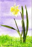 Daffodil Promise of Spring - Posted on Wednesday, January 21, 2015 by Patricia Ann Rizzo