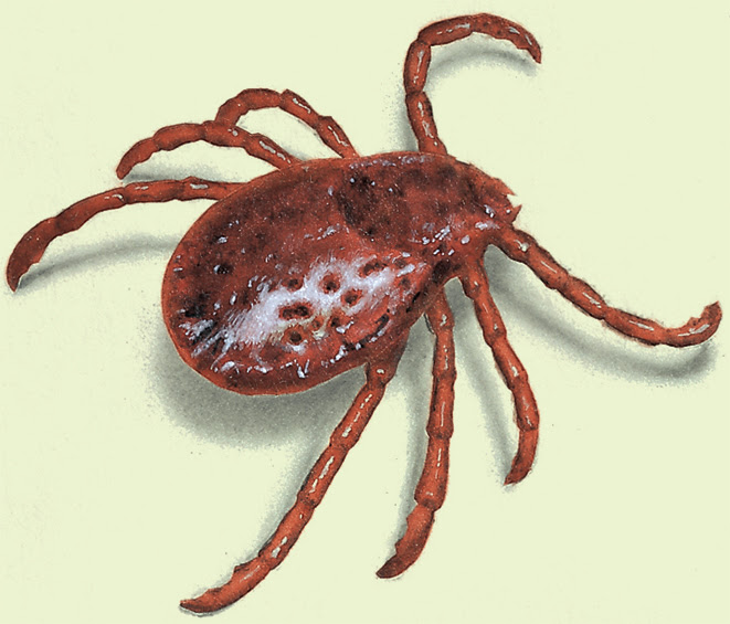 GARDEN SAFETY: PROTECTING YOURSELF FROM SUMMER PESTS Tick-Illustration