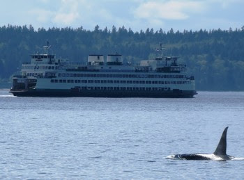 Photo of an orca with a ferry in the background