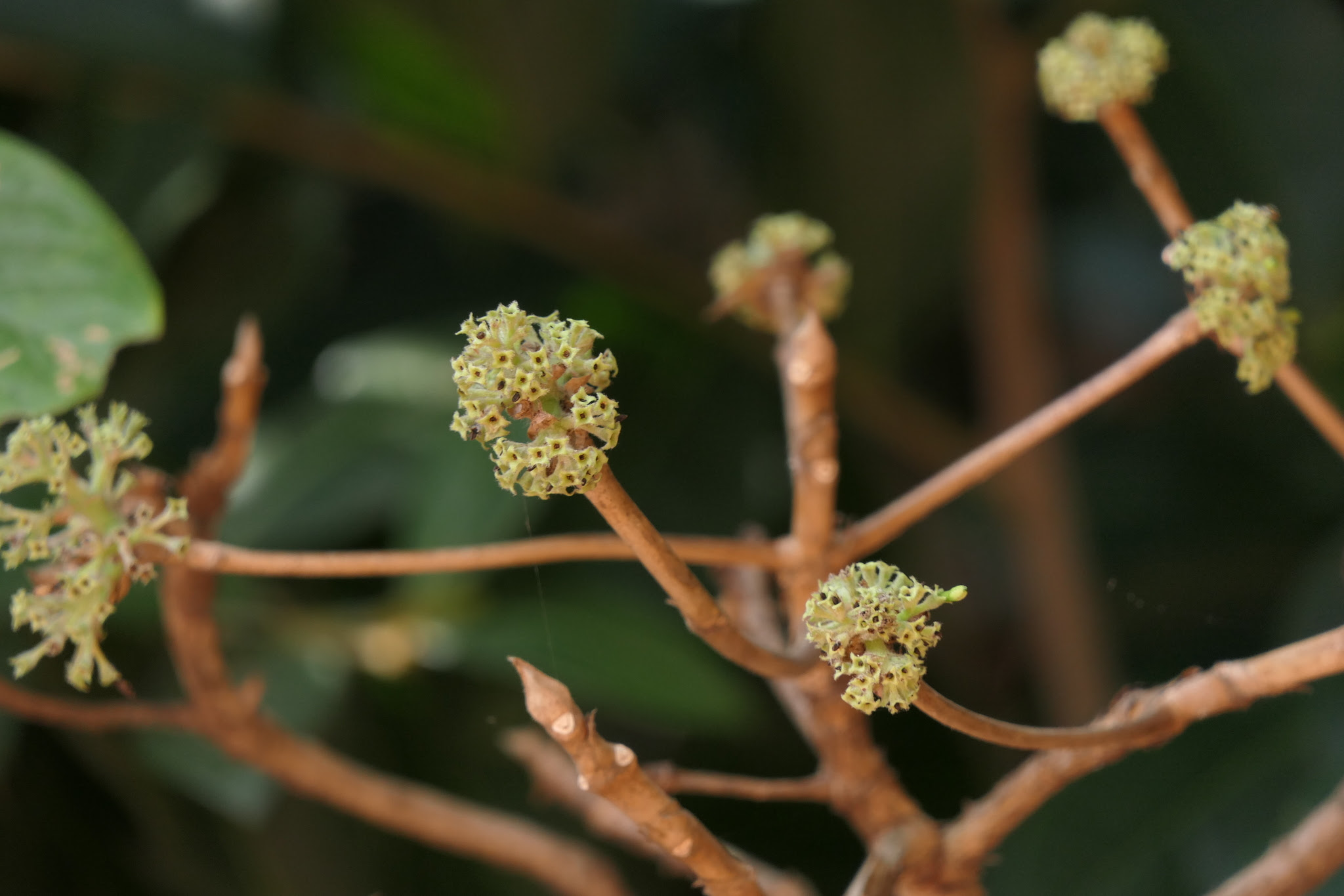 Pavetta crassicaulis Bremek.