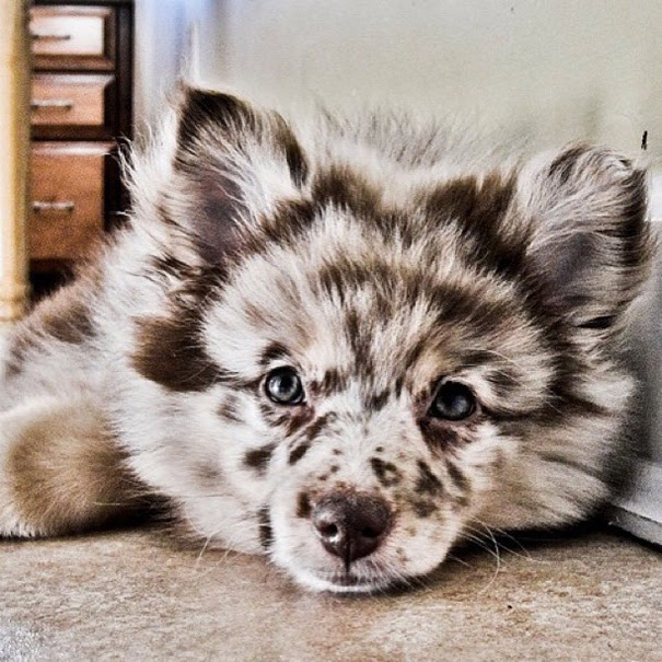 Aussiepom (Mini Australian Shepherd + Pomeranian Crossbreed)