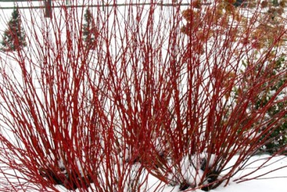 Dogwood branches in winter