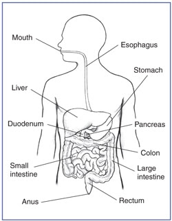 The digestive system with sections labeled: mouth, esophagus, liver, stomach, gallbladder, pancreas, small intestine, large intestine, rectum, and anus.