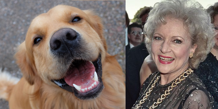 An eager shelter dog smiles up at the camera next to an image of actress Betty White.