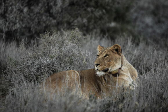 Leeuwin in Karoo National Park | © South African Tourism