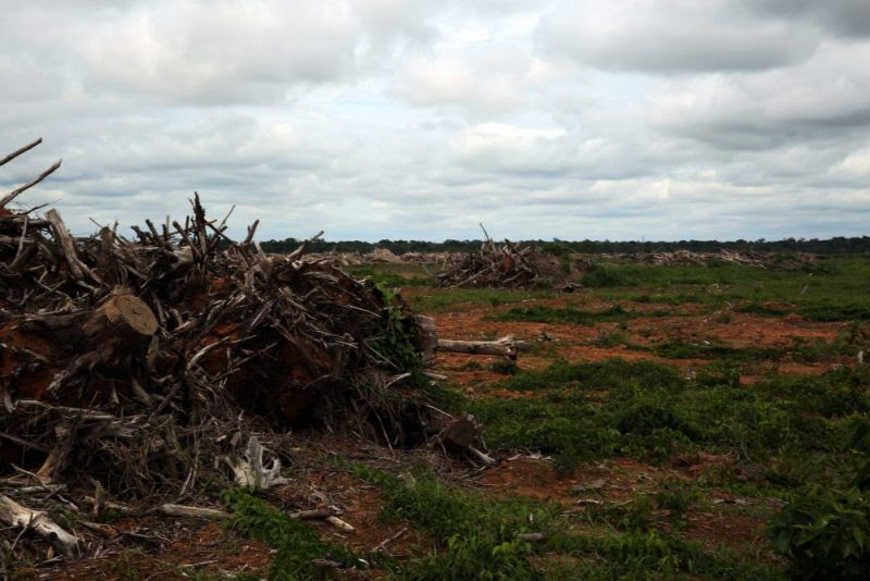 Para preparar a terra para o agronegócio, não basta colocar a floresta abaixo; é preciso arrancar as raízes das árvores derrubadas. Foto: Thaís Borges