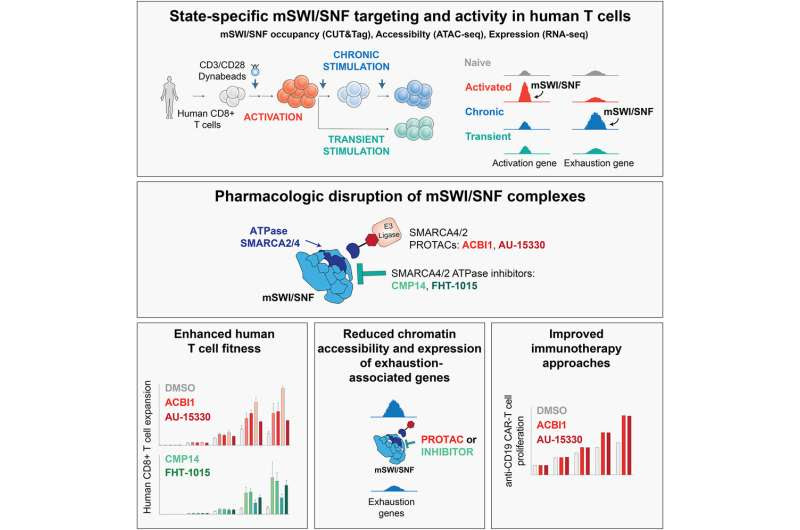 Researchers identify key source of T cell 'exhaustion'