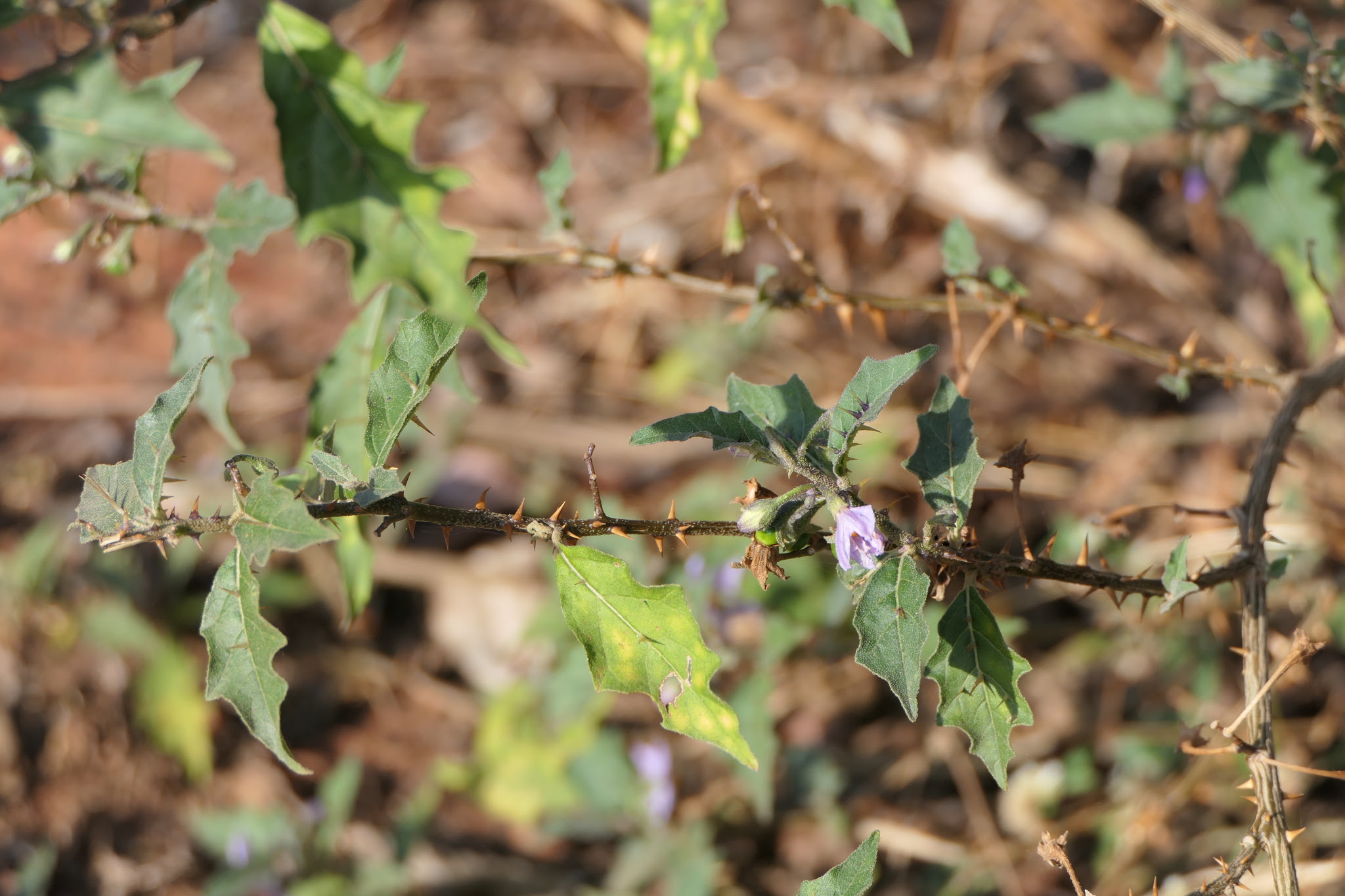 Solanum hovei Dunal
