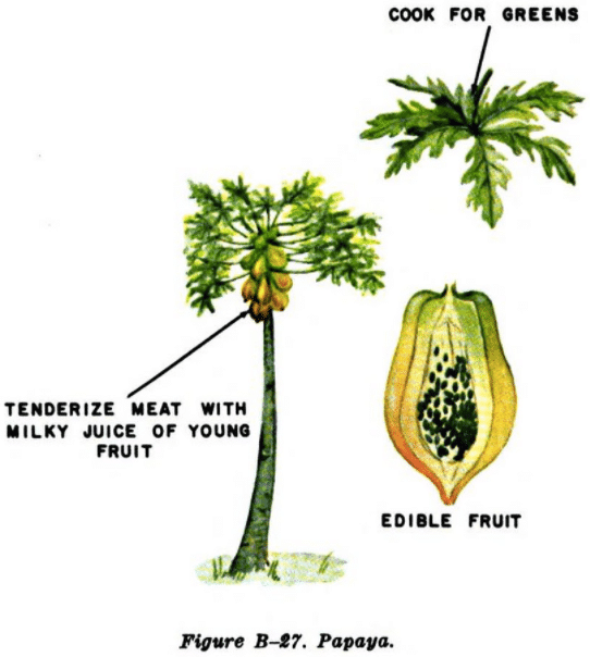 papaya tree illustration edible plants