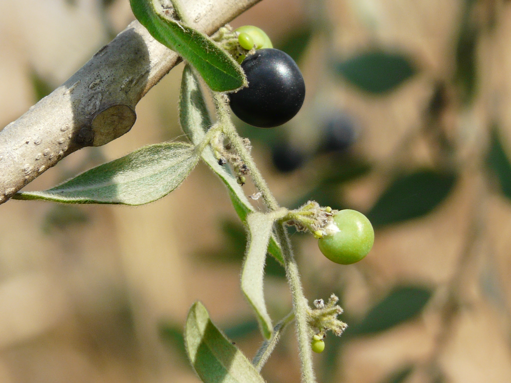 Cocculus hirsutus (L.) W.Theob.