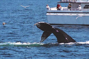 750x500-humpback-fluke-WhaleandDolphinConservation