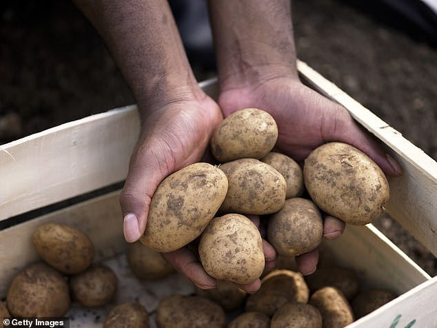 Scientists say glycoalkaloids ¿ naturally occurring chemicals found in potatoes ¿ have cancer-fighting properties that could halt cancer-causing chemicals in their tracks