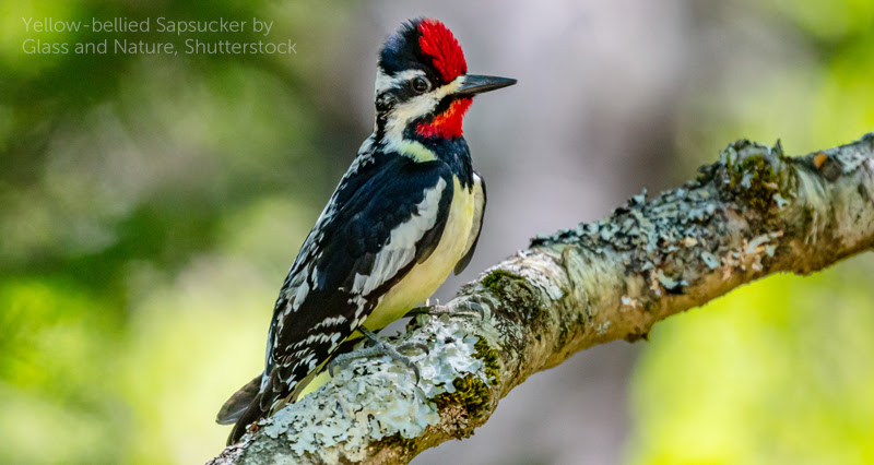 image of Yellow-bellied Sapsucker by Glass and Nature, Shutterstock.