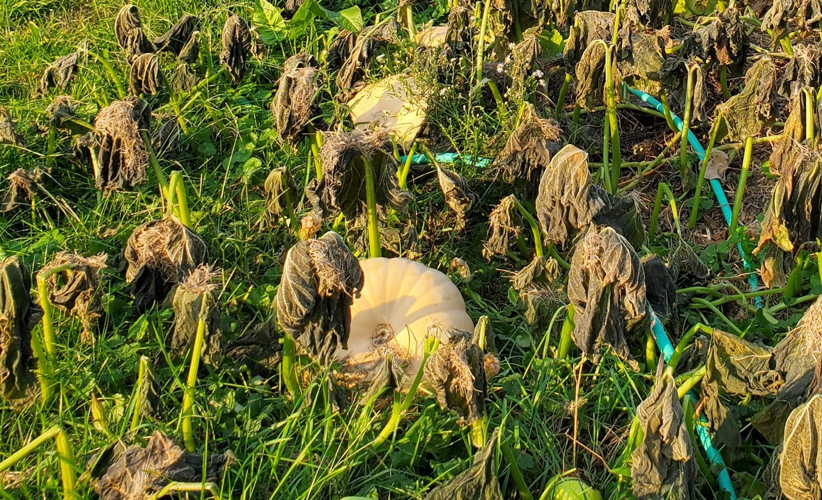 cheese pumpkins after frost