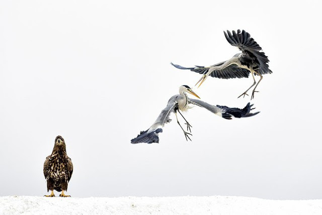 Ngắm ảnh thiên nhiên tuyệt đẹp đoạt giải của NatGeo năm 2017 - Ảnh 3.