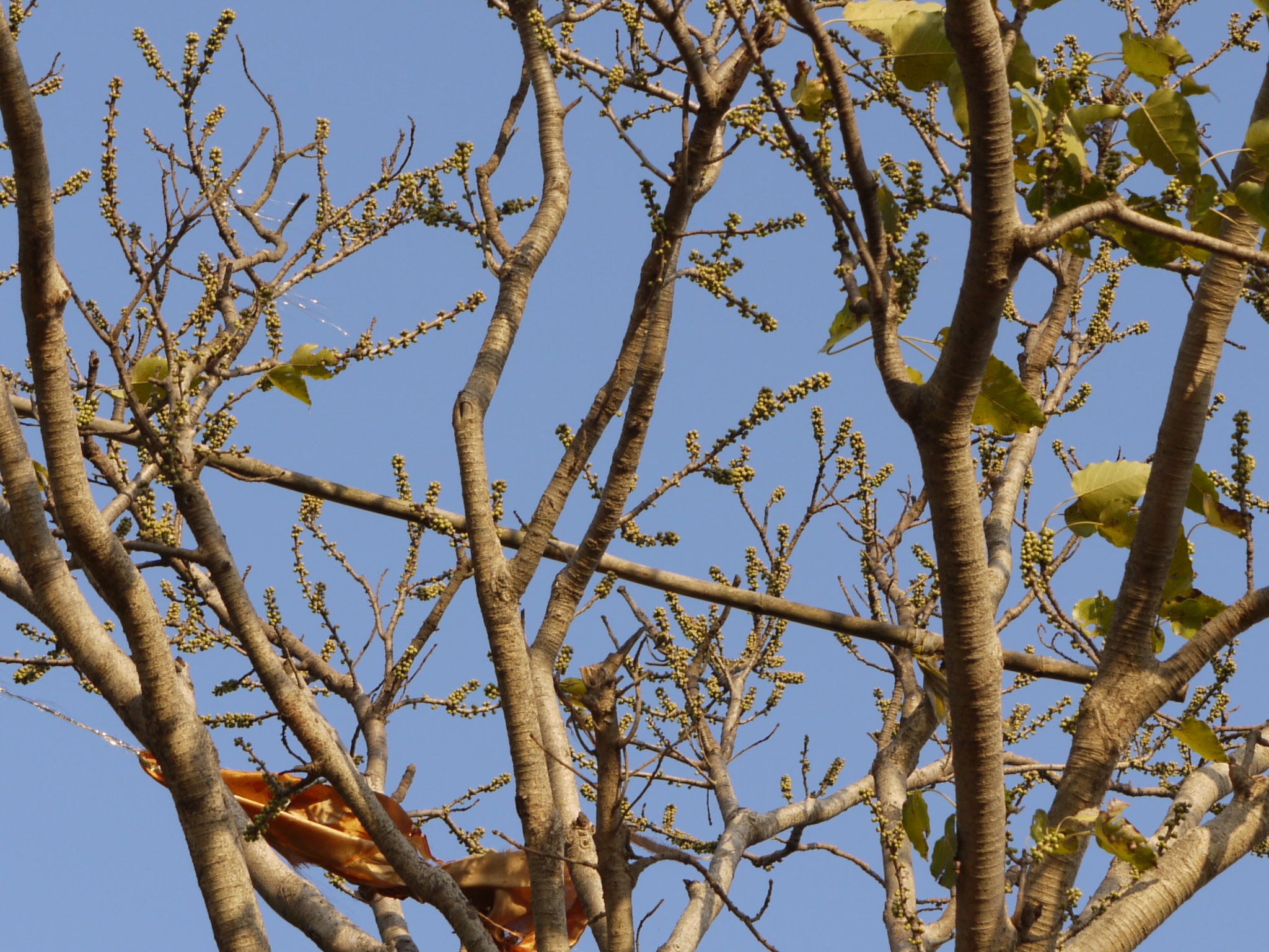 Ficus arnottiana (Miq.) Miq.