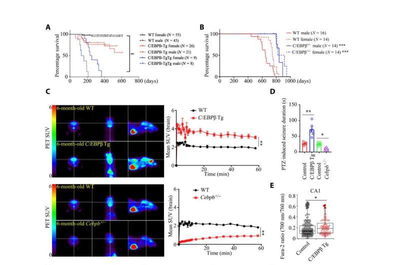 C/EBPβ/AEP pathway dictates both Alzheimer's disease and longevity: Study