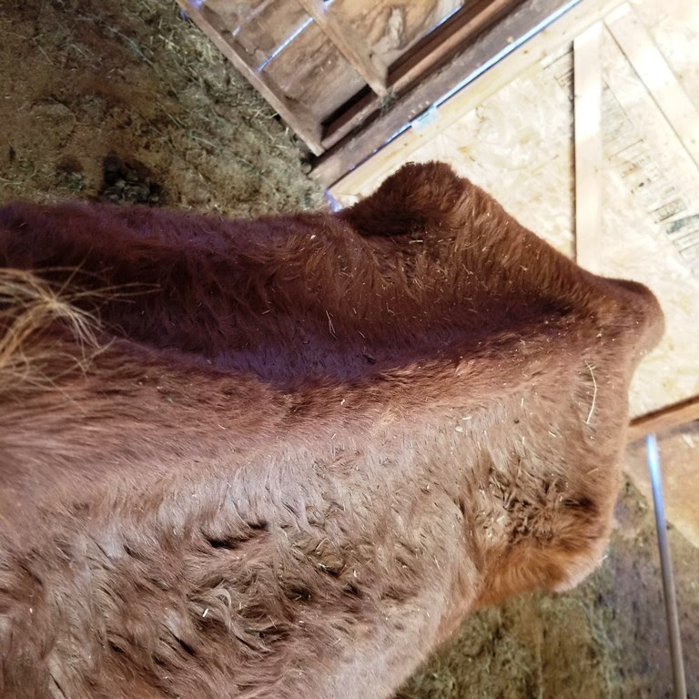 20181213 topline
