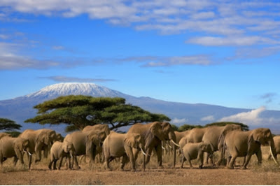 Elephant herd in front of Mount Kiliminjaro
