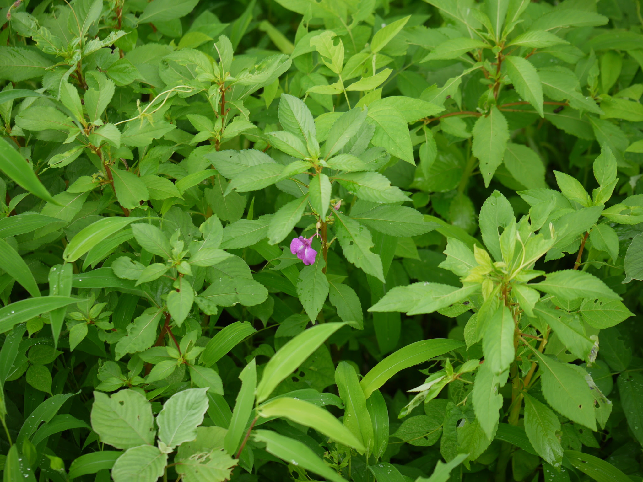 Impatiens balsamina L.