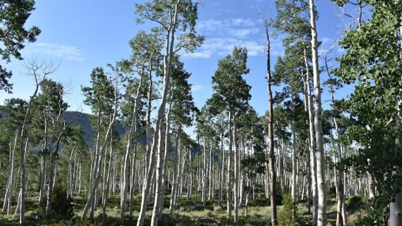 Listen to the sounds of Pando, the largest living tree in the world