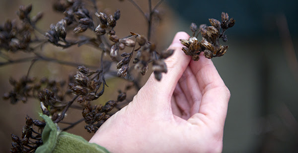 closeup of hand holding stem with seeds on it