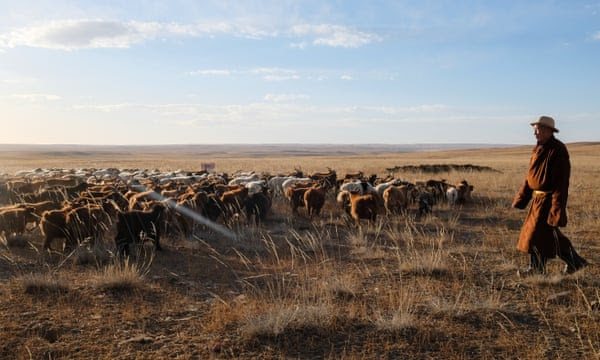 A herder herds goats and sheep in Uvurkhangai, Mongolia.