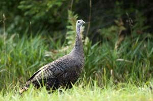 Wild turkey walking in grass