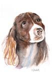 5x7 Watercolor English Springer Spaniel Pet Portrait Dog Art by Penny StewArt - Posted on Friday, February 6, 2015 by Penny Lee StewArt