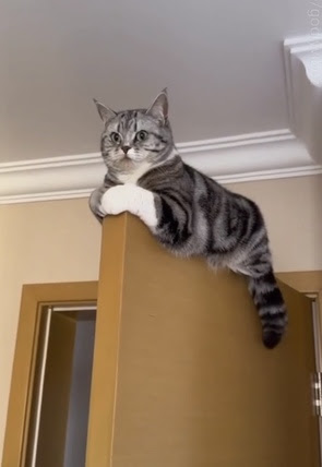 Cat-on-door-swinging