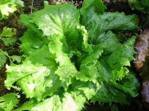Lettuce 'Jack Ice' - just after planting in early SeptLettuce 'Jack Ice' - just after planting in early Sept