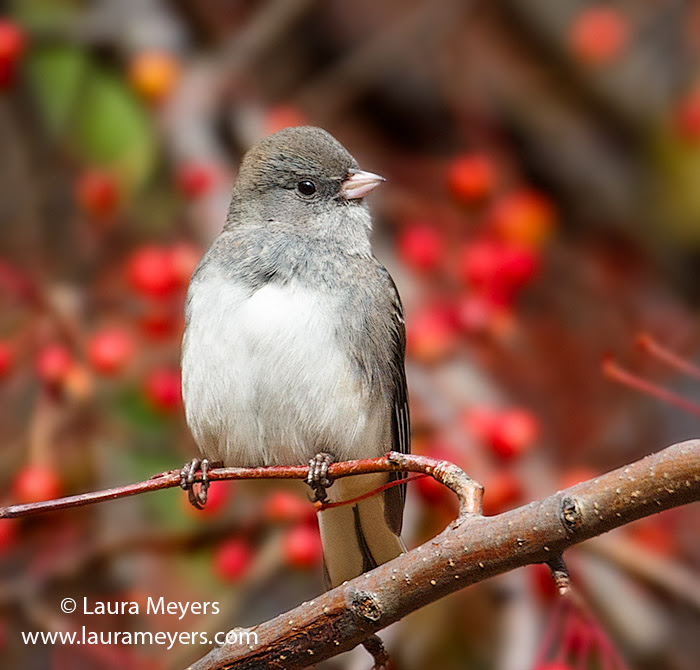 Dark-Eyed Junco © Laura Meyers