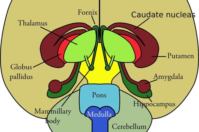 hypothalamus