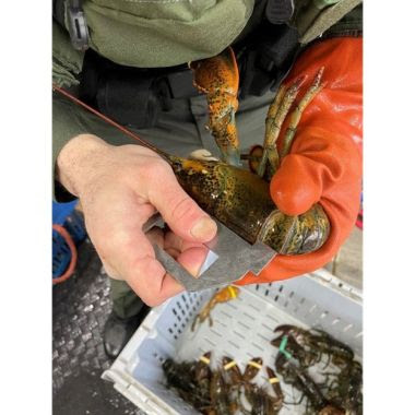 ECO holds lobster and measures its back