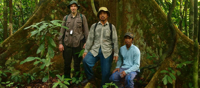 Robert et deux autochtones devant un arbre géant