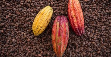 Perú será reconocido por alta oferta de cacao y chocolates finos al 2030